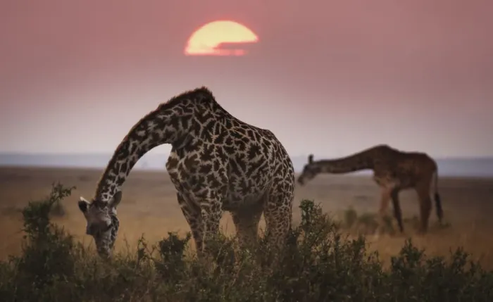 Framed Print : Two Giraffes Against Dark Sky at Masai Mara, Kenya Framed Print : Two Giraffes Against Dark Sky at Masai Mara, Kenya