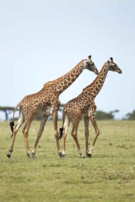 Framed Print : Giraffes -Giraffa camelopardalis-, Serengeti, Tanzania, Africa Framed Print : Giraffes -Giraffa camelopardalis-, Serengeti, Tanzania, Africa