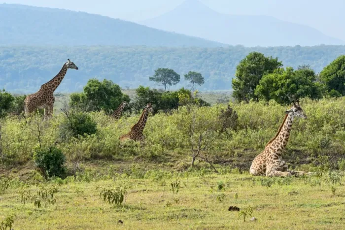 Framed Print : Giraffes -Giraffa camelopardalis-, Arusha Region, Tanzania Framed Print : Giraffes -Giraffa camelopardalis-, Arusha Region, Tanzania