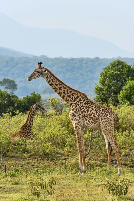 Framed Print : Giraffes -Giraffa camelopardalis-, Arusha Region, Tanzania Framed Print : Giraffes -Giraffa camelopardalis-, Arusha Region, Tanzania