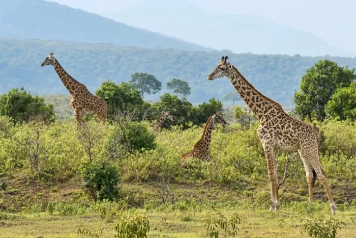 Framed Print : Giraffes -Giraffa camelopardalis-, Arusha Region, Tanzania Framed Print : Giraffes -Giraffa camelopardalis-, Arusha Region, Tanzania