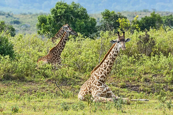 Giraffes -Giraffa camelopardalis-, lying down in scrubland, Arusha Region, Tanzania