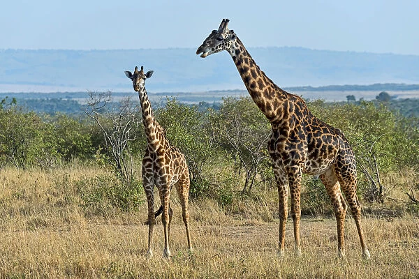 Giraffes -Giraffa camelopardalis-, Msai Mara National Reserve, Kenya