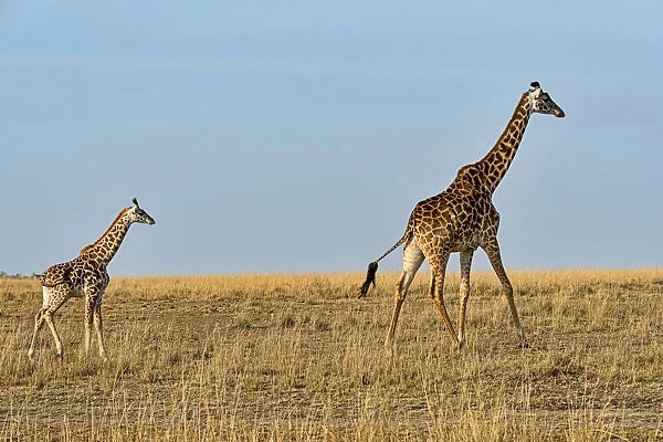 Giraffes -Giraffa camelopardalis-, adult female with young, Msai Mara National Reserve, Kenya