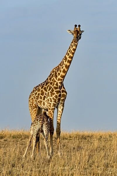 Giraffes -Giraffa camelopardalis-, adult female with young suckling, Msai Mara National Reserve, Kenya