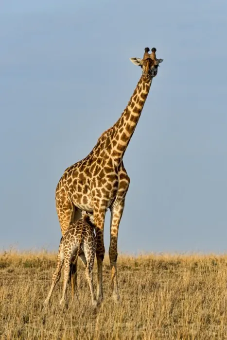 Framed Print : Giraffes -Giraffa camelopardalis-, adult female with young suckling, Msai Mara National Reserve, Kenya Framed Print : Giraffes -Giraffa camelopardalis-, adult female with young suckling, Msai Mara National Reserve, Kenya