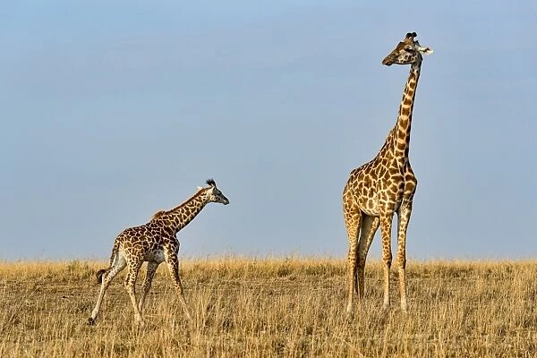 Giraffes -Giraffa camelopardalis-, adult female with calf, Msai Mara National Reserve, Kenya