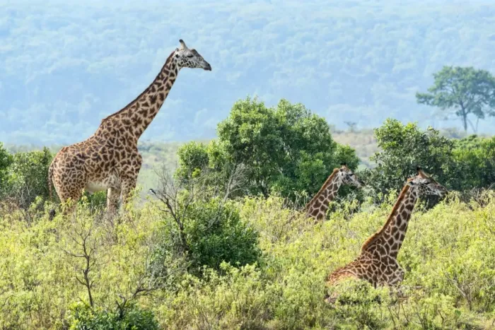 Framed Print : Giraffes -Giraffa camelopardalis-, Arusha, Tanzania Framed Print : Giraffes -Giraffa camelopardalis-, Arusha, Tanzania