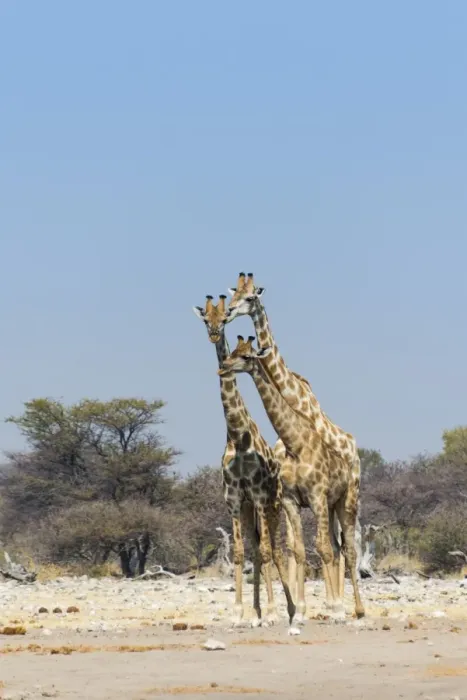 Framed Print : Three giraffes -Giraffa camelopardalis-, Etosha National Park, Namibia Framed Print : Three giraffes -Giraffa camelopardalis-, Etosha National Park, Namibia