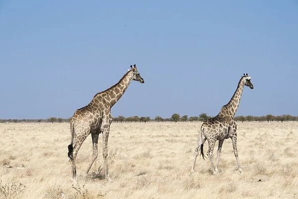Giraffes -Giraffa camelopardalis-, Etosha National Park, Namibia