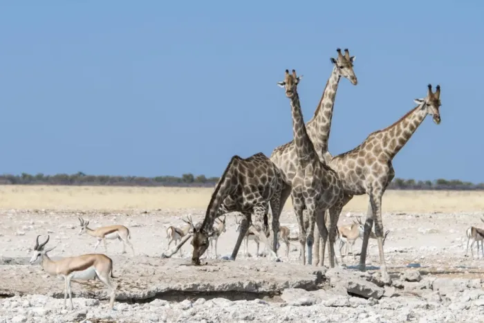 Framed Print : Giraffes -Giraffa camelopardalis-, Etosha National Park, Namibia Framed Print : Giraffes -Giraffa camelopardalis-, Etosha National Park, Namibia