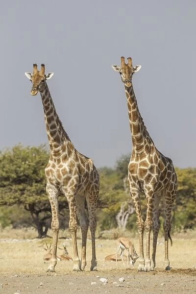 Giraffes -Giraffa camelopardalis-, Etosha National Park, Namibia, Africa