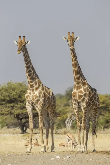 Framed Print : Giraffes -Giraffa camelopardalis-, Etosha National Park, Namibia, Africa Framed Print : Giraffes -Giraffa camelopardalis-, Etosha National Park, Namibia, Africa