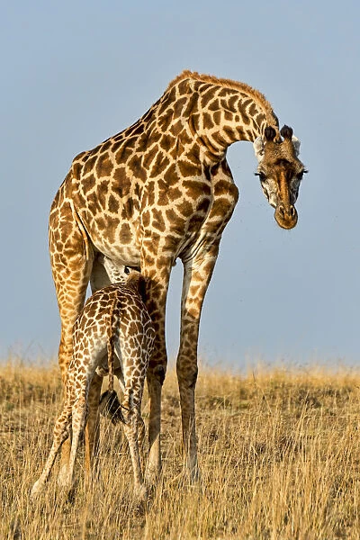 Giraffes -Giraffa camelopardalis- adult female with young suckling, Msai Mara National Reserve, Kenya