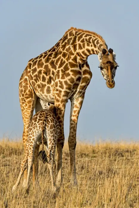 Framed Print : Giraffes -Giraffa camelopardalis- adult female with young suckling, Msai Mara National Reserve, Kenya Framed Print : Giraffes -Giraffa camelopardalis- adult female with young suckling, Msai Mara National Reserve, Kenya
