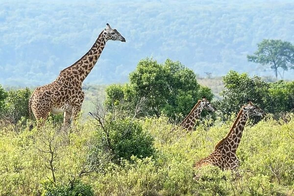 Giraffes -Giraffa camelopardalis-, Arusha, Tanzania