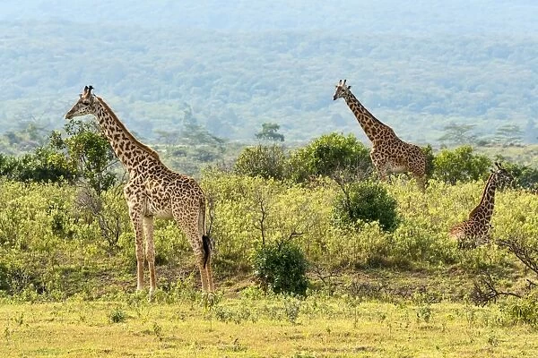 Giraffes -Giraffa camelopardalis-, Arusha Region, Tanzania