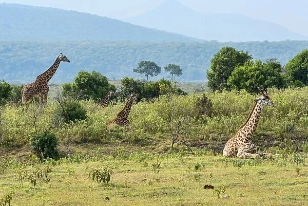 Giraffes -Giraffa camelopardalis-, Arusha Region, Tanzania