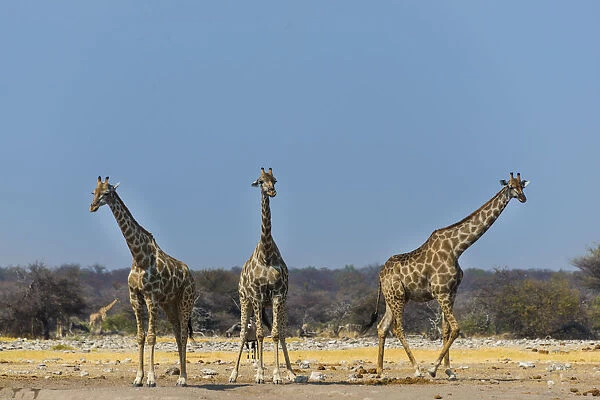 Three giraffes -Giraffa camelopardalis- at the Chudob waterhole, Etosha National Park, Namibia