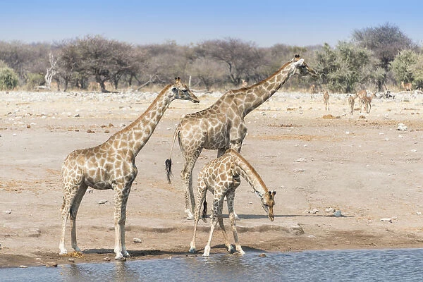 Giraffes -Giraffa camelopardalis- at the Chudob waterhole, Etosha National Park, Namibia
