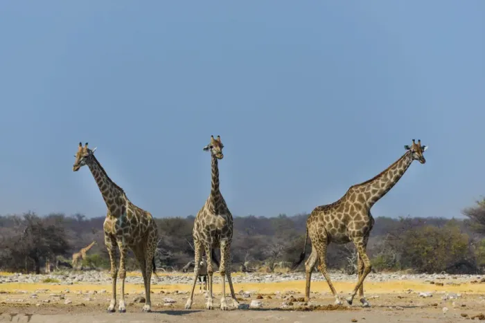 Framed Print : Three giraffes -Giraffa camelopardalis- at the Chudob waterhole, Etosha National Park, Namibia Framed Print : Three giraffes -Giraffa camelopardalis- at the Chudob waterhole, Etosha National Park, Namibia