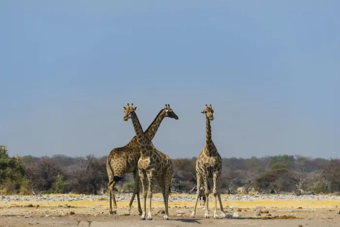 Framed Print : Three giraffes -Giraffa camelopardalis- at Chudob waterhole, Etosha National Park, Namibia