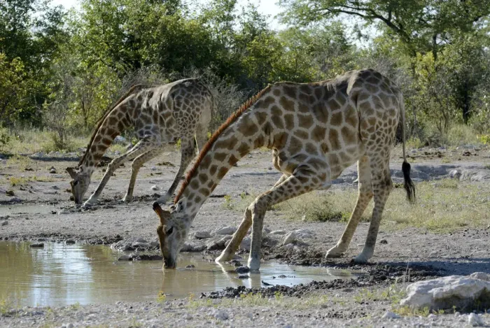 Framed Print : Giraffes -Giraffa camelopardalis- drinking at a waterhole, Etosha National Park, Namibia Framed Print : Giraffes -Giraffa camelopardalis- drinking at a waterhole, Etosha National Park, Namibia