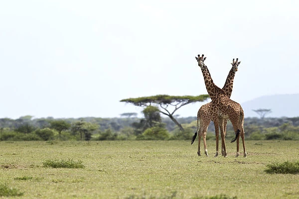 Giraffes -Giraffa camelopardalis-, Serengeti, Tanzania, Africa