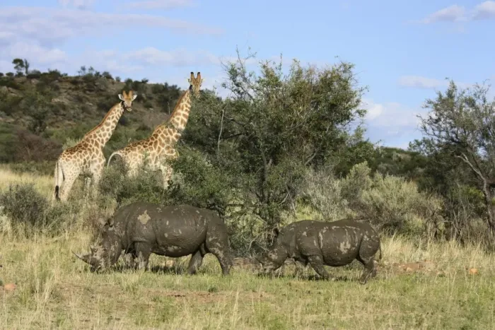 Framed Print : Giraffes -Giraffa camelopardalis- and White or Square-lipped Rhinoceroses -Ceratotherium simum-, Namibia, Africa Framed Print : Giraffes -Giraffa camelopardalis- and White or Square-lipped Rhinoceroses -Ceratotherium simum-, Namibia, Africa