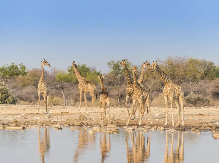 Framed Print : Giraffes -Giraffa camelopardis-, Klein Namutoni water hole, Etosha National Park, Namibia