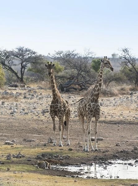 Giraffes -Giraffa camelopardis-, drinking leopard -Panthera pardus-, Koinachas water hole, Etosha National Park, Namibia