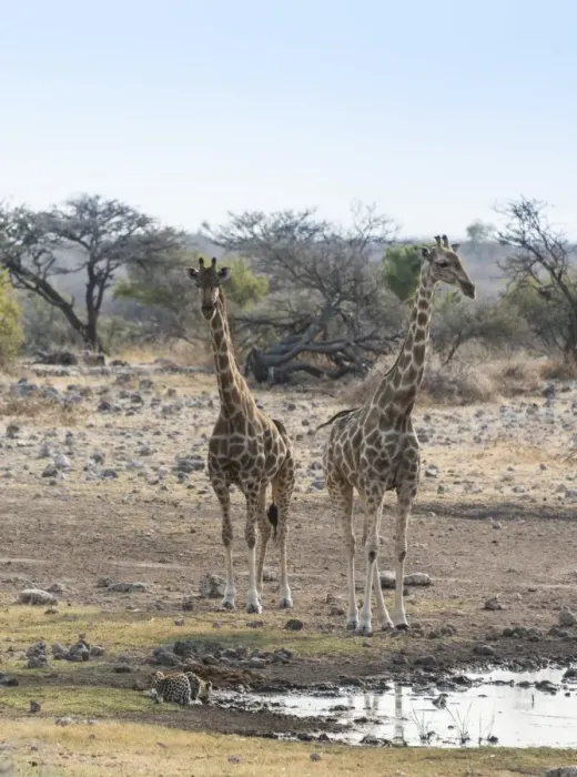 Framed Print : Giraffes -Giraffa camelopardis-, drinking leopard -Panthera pardus-, Koinachas water hole, Etosha National Park, Namibia