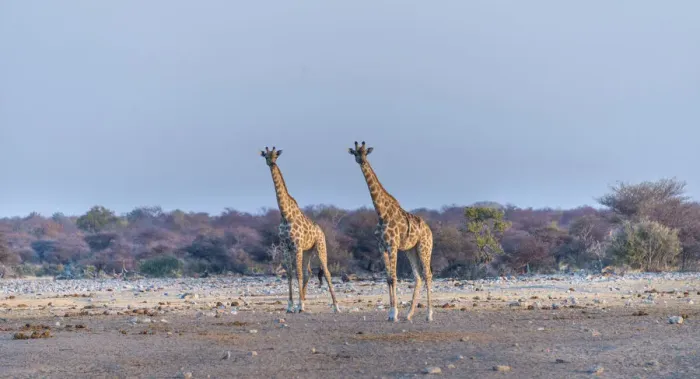 Framed Print : Giraffes -Giraffa camelopardis-, Chudop water hole, Etosha National Park, Namibia Framed Print : Giraffes -Giraffa camelopardis-, Chudop water hole, Etosha National Park, Namibia