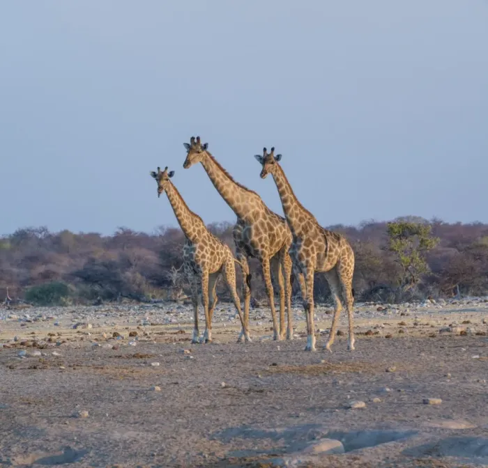Framed Print : Giraffes -Giraffa camelopardis-, Chudop water hole, Etosha National Park, Namibia
