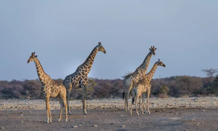 Framed Print : Giraffes -Giraffa camelopardis-, Chudop water hole, Etosha National Park, Namibia
