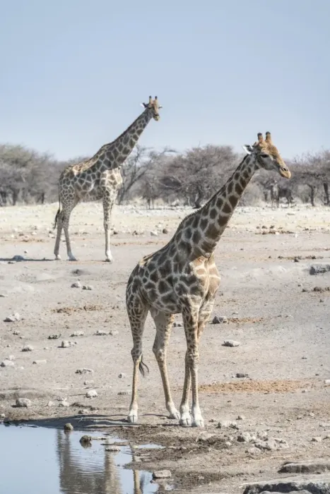 Framed Print : Giraffes -Giraffa camelopardis-, Chudop water hole, Etosha National Park, Namibia Framed Print : Giraffes -Giraffa camelopardis-, Chudop water hole, Etosha National Park, Namibia