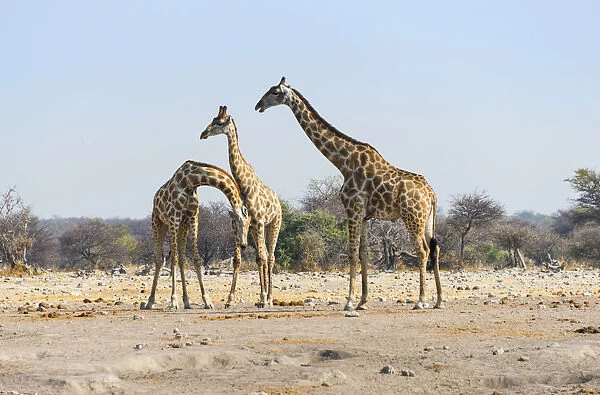 Three giraffes -Giraffa camelopardis-, Etosha National Park, Namibia