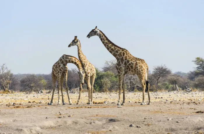 Framed Print : Three giraffes -Giraffa camelopardis-, Etosha National Park, Namibia Framed Print : Three giraffes -Giraffa camelopardis-, Etosha National Park, Namibia