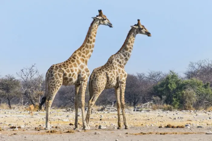 Framed Print : Giraffes -Giraffa camelopardis-, Etosha National Park, Namibia Framed Print : Giraffes -Giraffa camelopardis-, Etosha National Park, Namibia