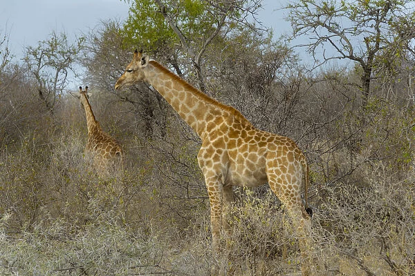 Two Giraffes -Giraffa camelopardis- in the bush, Etosha National Park, Namibia