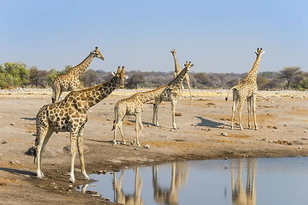 Giraffes -Giraffa camelopardis- at the Chudob waterhole, Etosha National Park, Namibia