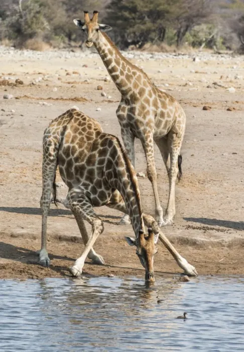 Framed Print : Giraffes -Giraffa camelopardis- at the Chudob waterhole, Etosha National Park, Namibia Framed Print : Giraffes -Giraffa camelopardis- at the Chudob waterhole, Etosha National Park, Namibia