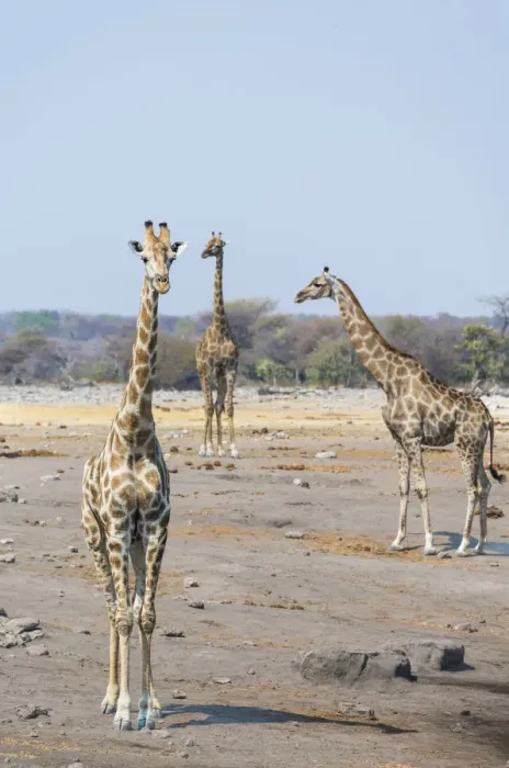 Framed Print : Giraffes -Giraffa camelopardis- at the Chudob waterhole, Etosha National Park, Namibia