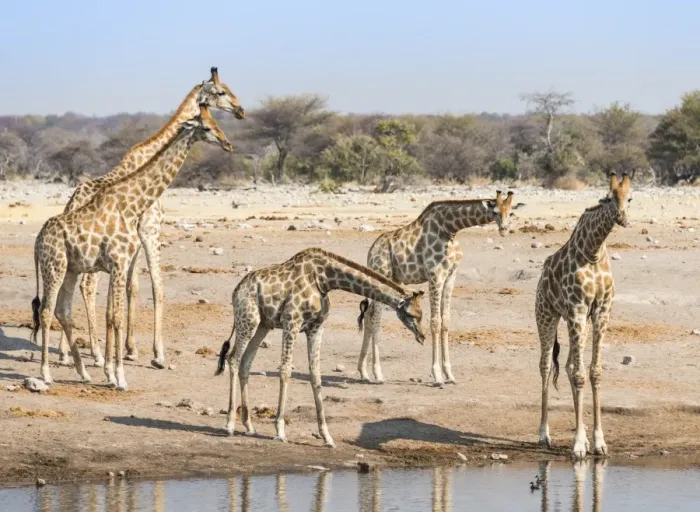 Framed Print : Giraffes -Giraffa camelopardis- at the Chudob waterhole, Etosha National Park, Namibia Framed Print : Giraffes -Giraffa camelopardis- at the Chudob waterhole, Etosha National Park, Namibia
