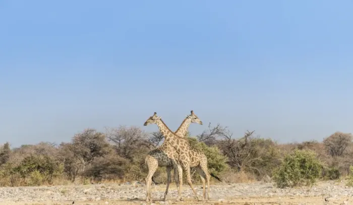 Framed Print : Two giraffes -Giraffa camelopardis- with crossed necks, Etosha National Park, Namibia Framed Print : Two giraffes -Giraffa camelopardis- with crossed necks, Etosha National Park, Namibia