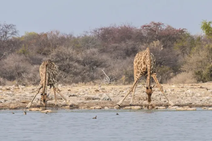 Framed Print : Giraffes -Giraffa camelopardis- drinking, Klein Namutoni water hole, Etosha National Park, Namibia Framed Print : Giraffes -Giraffa camelopardis- drinking, Klein Namutoni water hole, Etosha National Park, Namibia
