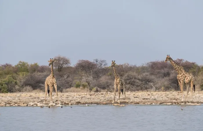 Framed Print : Giraffes -Giraffa camelopardis- drinking, Klein Namutoni water hole, Etosha National Park, Namibia Framed Print : Giraffes -Giraffa camelopardis- drinking, Klein Namutoni water hole, Etosha National Park, Namibia
