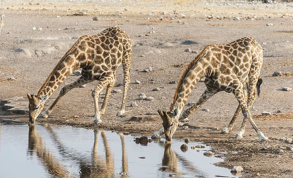 Two Giraffes -Giraffa camelopardis- drinking, Chudop waterhole, Etosha National Park, Namibia