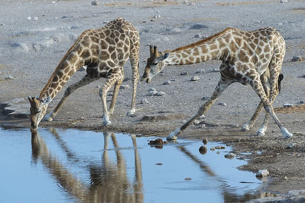 Two Giraffes -Giraffa camelopardis- drinking at the Chudop waterhole, Etosha National Park, Namibia
