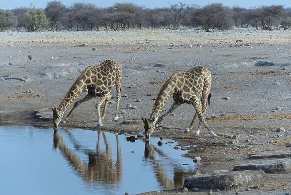 Two Giraffes -Giraffa camelopardis- drinking at the Chudop waterhole, Etosha National Park, Namibia